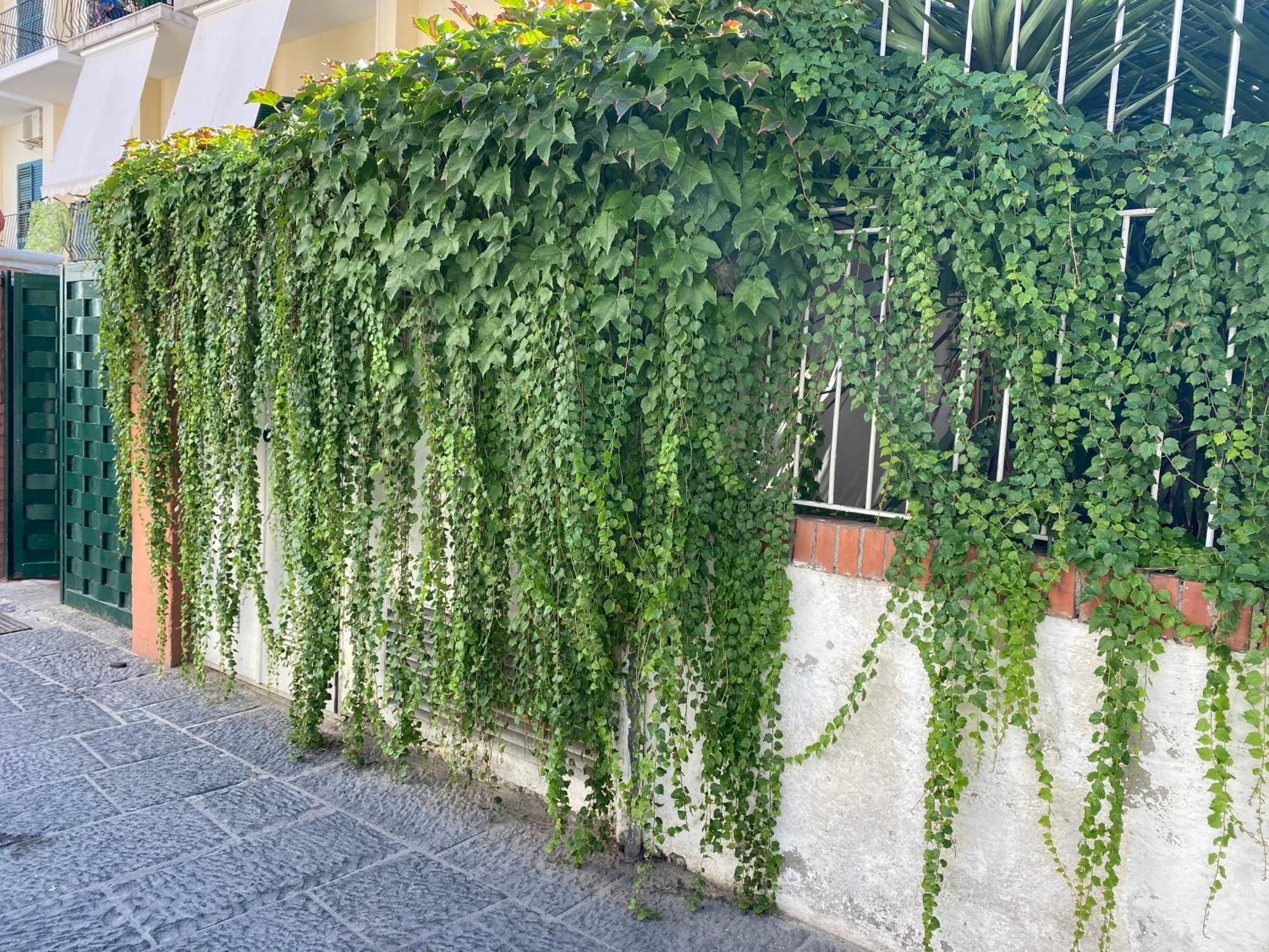 Ammore Ammare Apartment Ischia Exterior foto